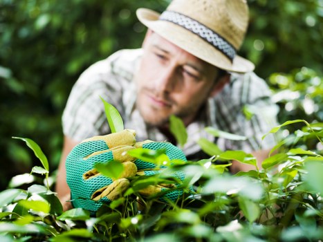 Commitment to ethical landscaping practices and human rights